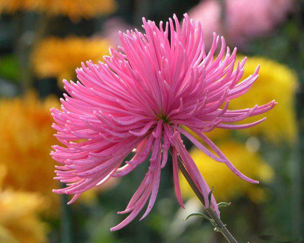 Asters: varieties with photos and names