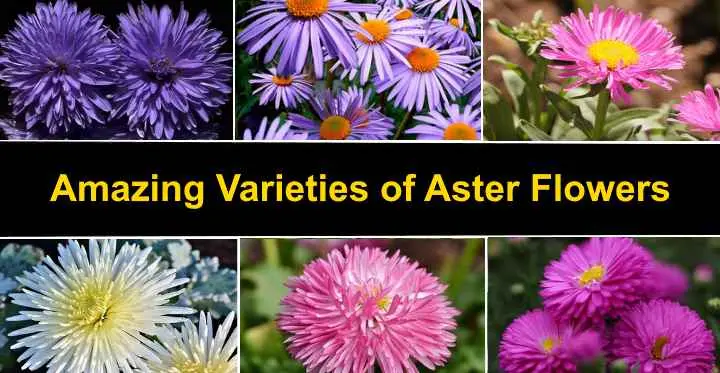 Asters: varieties with photos and names