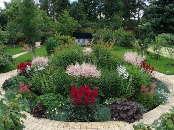 Astilba and its use in landscape design