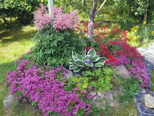 Astilba and its use in landscape design