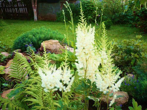 Astilba and its use in landscape design