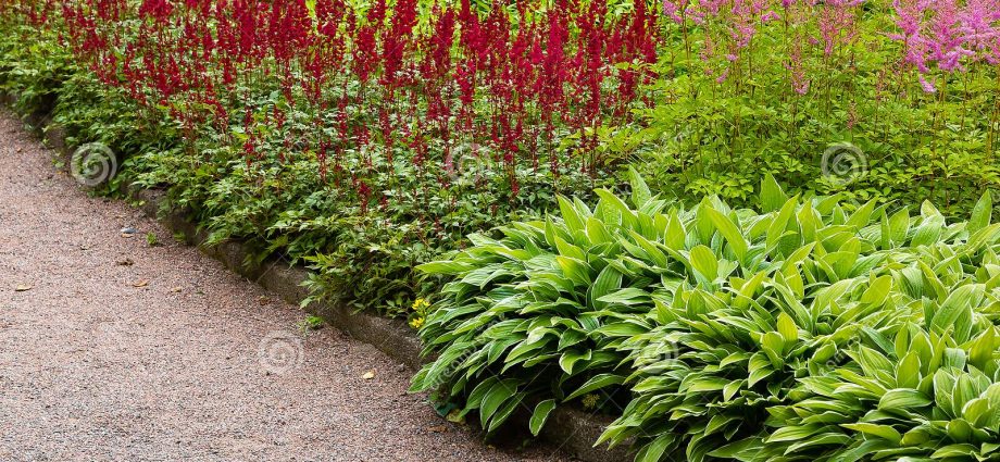 Astilba and its use in landscape design