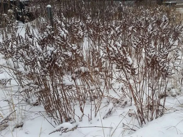 Astilba care in the fall in the open field: top dressing and shelter for the winter