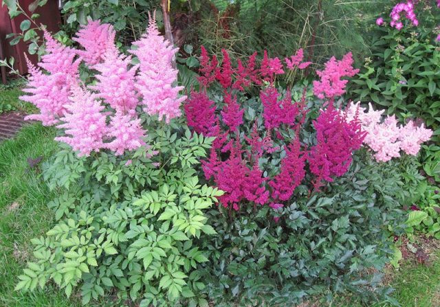 Astilba chinensis: a luxurious herbaceous plant for open ground