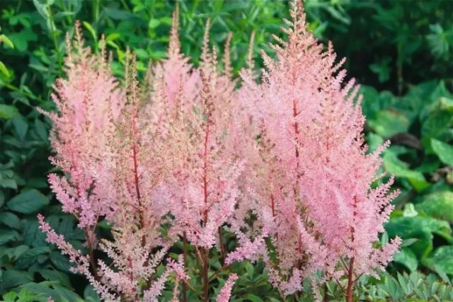 Astilba chinensis: a luxurious herbaceous plant for open ground