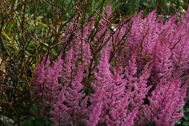 Astilba chinensis: a luxurious herbaceous plant for open ground