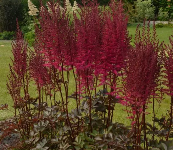 Astilba chinensis: a luxurious herbaceous plant for open ground