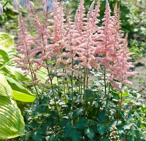 Astilba chinensis: a luxurious herbaceous plant for open ground