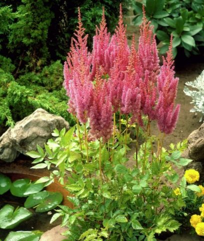 Astilba chinensis: a luxurious herbaceous plant for open ground