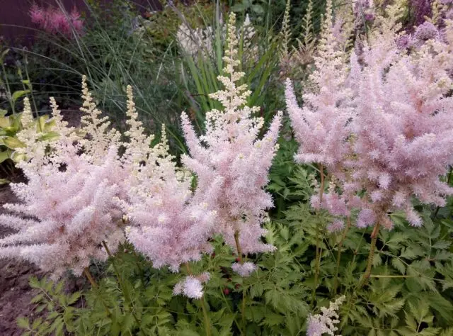 Astilba chinensis: a luxurious herbaceous plant for open ground