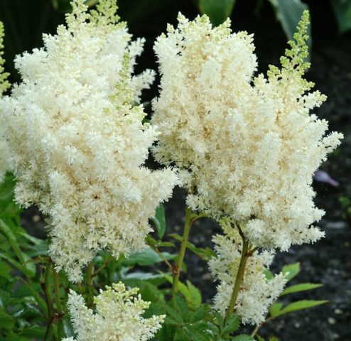 Astilba chinensis: a luxurious herbaceous plant for open ground