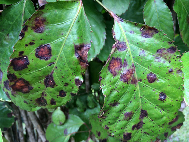 Astilba Chocolate Cherry (Chocolate Cherry): photo and description