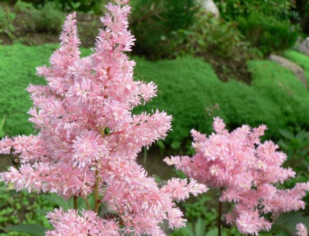 Astilba Peach Blossom: photo and description