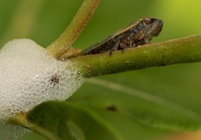 Astilba Peach Blossom: photo and description