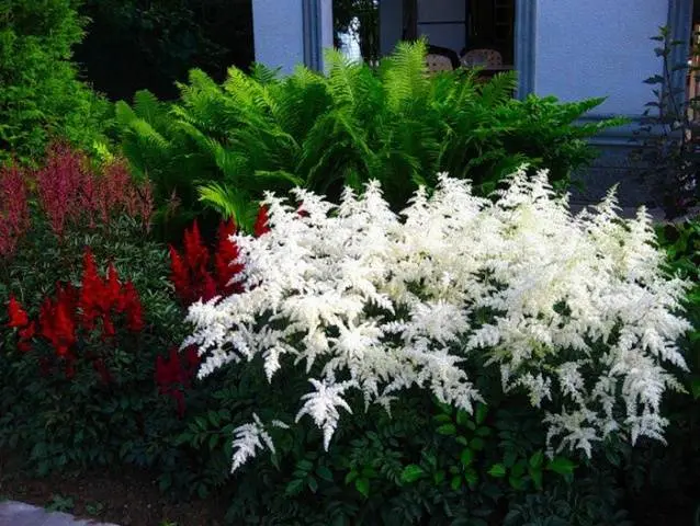 Astilba: photo of flowers when planting seedlings