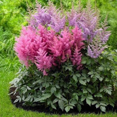 Astilba: photo of flowers when planting seedlings