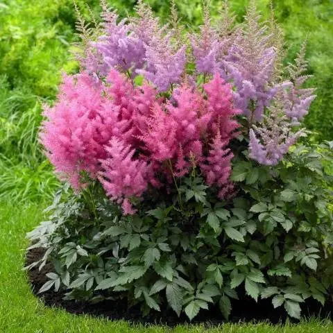 Astilba: photo of flowers when planting seedlings