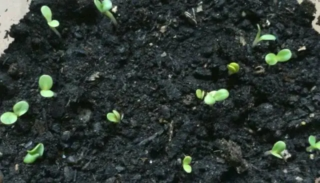 Astilba: photo of flowers when planting seedlings