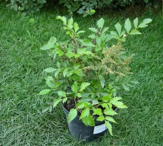 Astilba: photo of flowers when planting seedlings