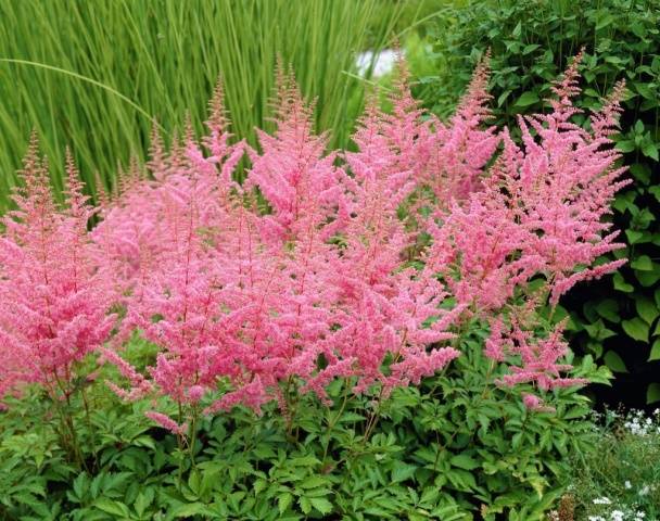 Astilba: photo of flowers when planting seedlings