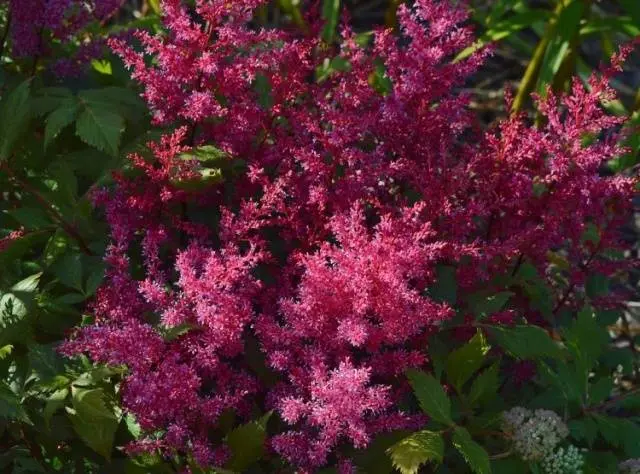 Astilba: photo of flowers when planting seedlings