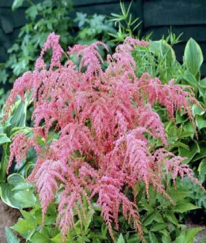 Astilba Straussenfeder (Ostrich Feather): photo and description