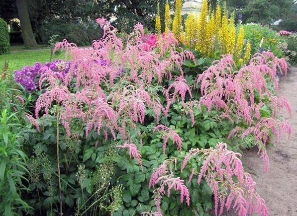 Astilba Straussenfeder (Ostrich Feather): photo and description