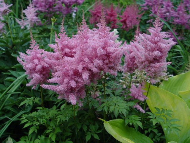 Astilbe Amethyst: description and photo