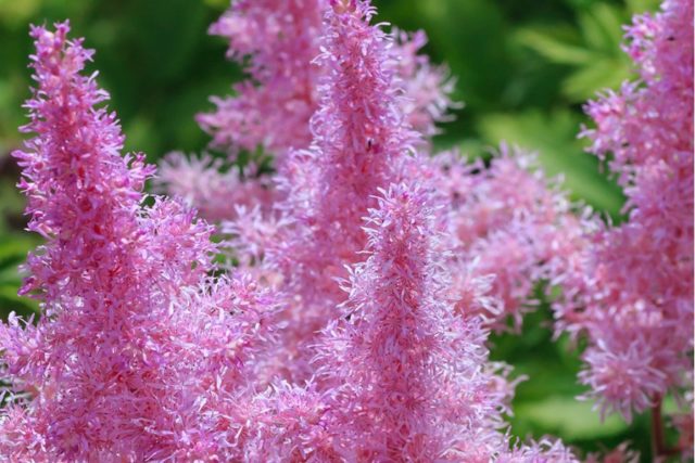 Astilbe Amethyst: description and photo