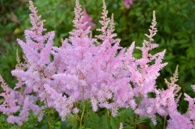 Astilbe Amethyst: description and photo