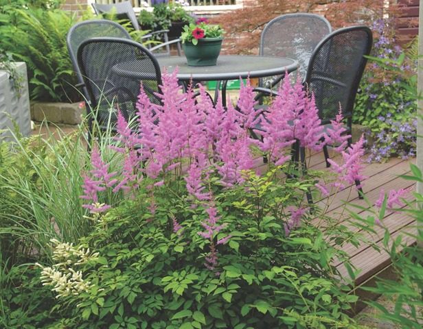 Astilbe Amethyst: description and photo