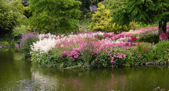 Astilbe Amethyst: description and photo