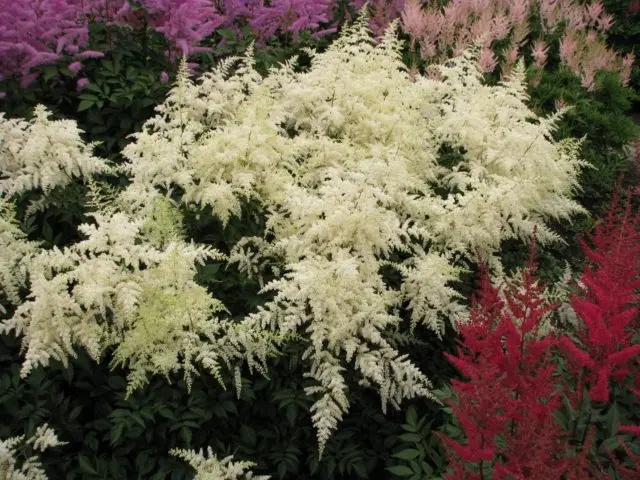 Astilbe white: photo, cultivation features