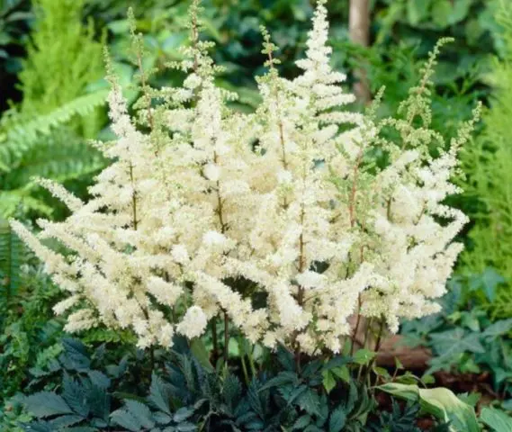 Astilbe white: photo, cultivation features