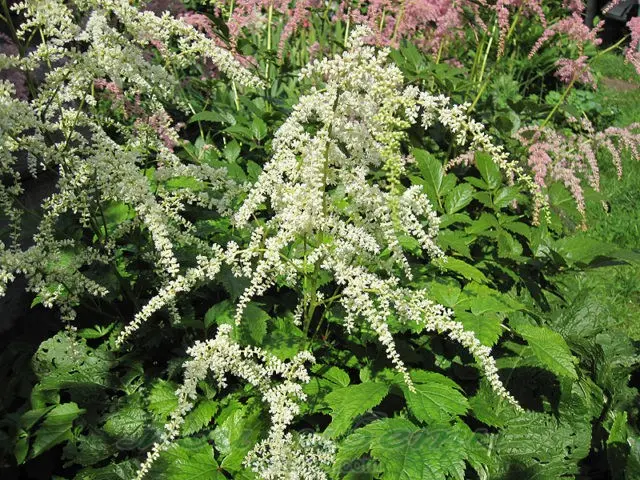 Astilbe white: photo, cultivation features