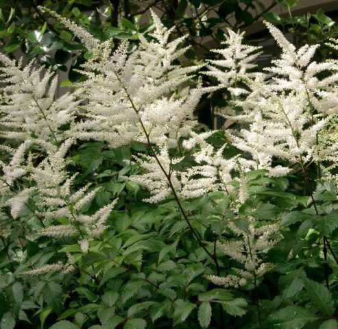 Astilbe white: photo, cultivation features