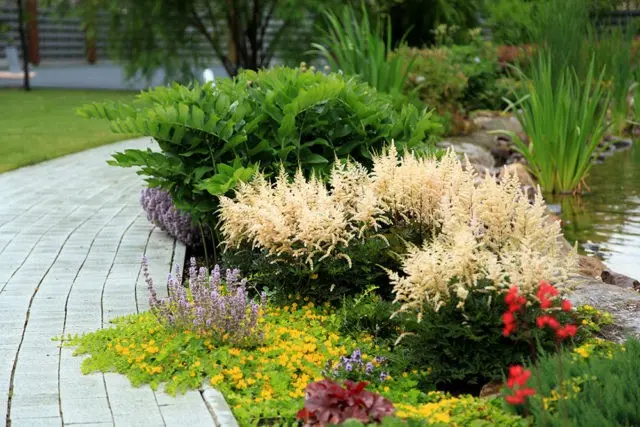 Astilbe white: photo, cultivation features