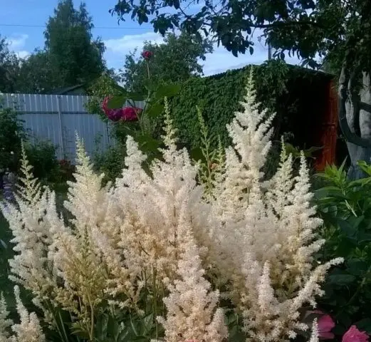 Astilbe white: photo, cultivation features