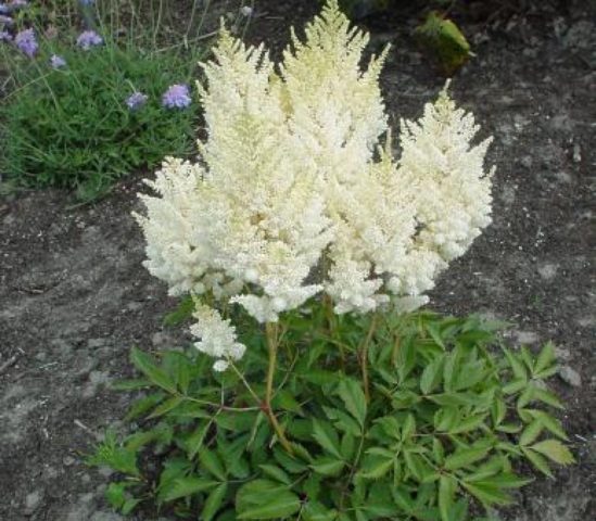 Astilbe white: photo, cultivation features