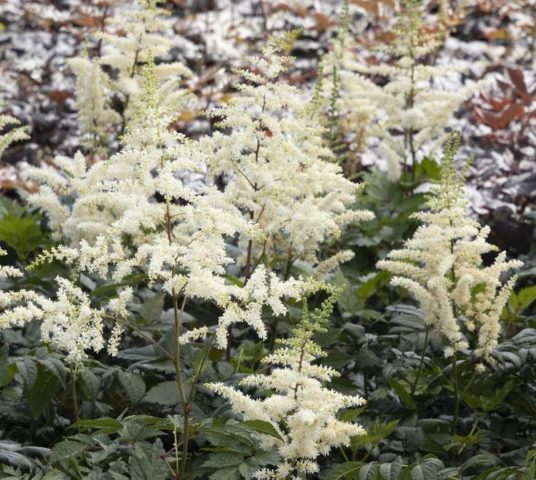 Astilbe white: photo, cultivation features