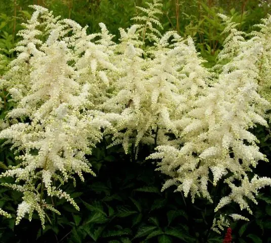 Astilbe white: photo, cultivation features