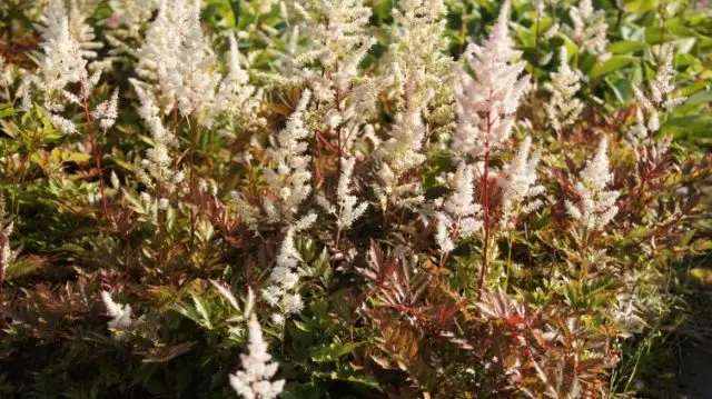 Astilbe white: photo, cultivation features