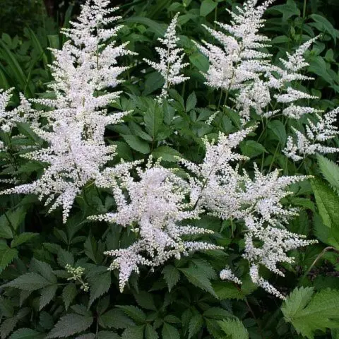 Astilbe white: photo, cultivation features