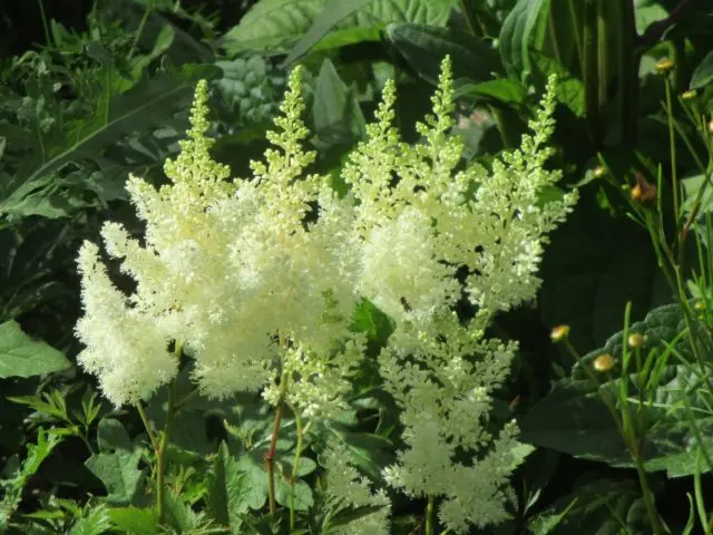 Astilbe white: photo, cultivation features