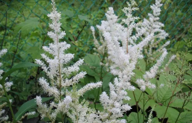 Astilbe white: photo, cultivation features