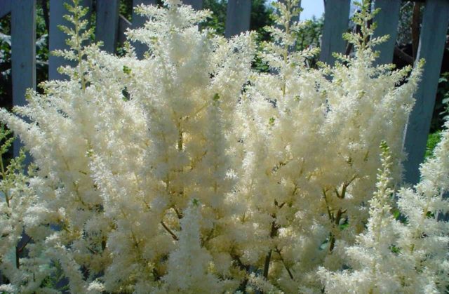 Astilbe white: photo, cultivation features