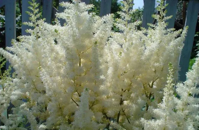 Astilbe white: photo, cultivation features