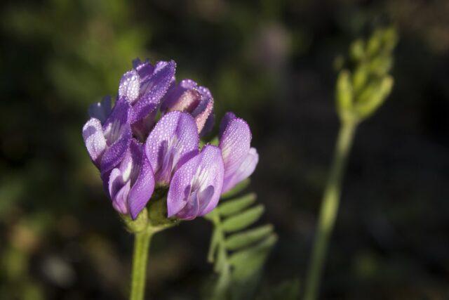 Astragalus: medicinal properties and use, contraindications