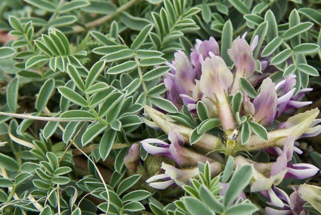 Astragalus: medicinal properties and use, contraindications