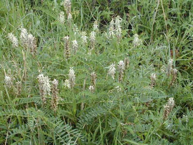 Astragalus: medicinal properties and use, contraindications